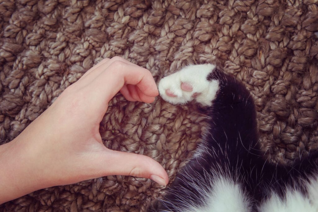 human hand and kitten paw make a heart shape